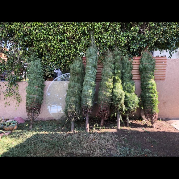 Christmas trees - Picture 5 of 5